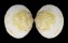 GLYCYMERIDIDAE GLYCYMERIS GRAYANA shell
