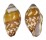 MITRIDAE STRIGATELLA LITTERATA shell