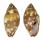 MITRIDAE STRIGATELLA LITTERATA shell