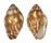 MITRIDAE STRIGATELLA LITTERATA shell