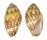 MITRIDAE STRIGATELLA LITTERATA shell