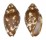 MITRIDAE STRIGATELLA LITTERATA shell