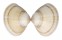 MACTRIDAE MACTRA STULTORUM shell