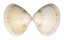 MACTRIDAE MACTRA STULTORUM shell