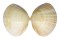 MACTRIDAE MACTRA EXIMIA shell