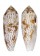 CONIDAE CONUS NUSSATELLA shell