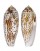 CONIDAE CONUS NUSSATELLA shell