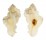 MURICIDAE PTERYNOTUS TRIPTERUS shell