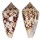 CONIDAE CONUS AMMIRALIS ARCHITHALASSUS shell