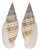 MITRIDAE CANCILLA GRANATINA shell