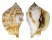 STROMBIDAE STROMBUS KLECKHAMAE BOHOLENSIS shell