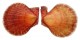 PECTINIDAE CHLAMYS SQUAMOSA shell
