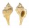 RANELLIDAE CYMATIUM TRIPUM shell