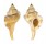 RANELLIDAE CYMATIUM TRIPUM shell