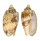 VOLUTIDAE CYMBIOLA VESPERTILIO shell