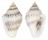 COLUMBELLIDAE COLUMBELLA SCRIPTA shell