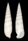 CERITHIIDAE RHINOCLAVIS FASCIATA shell