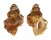 BURSIDAE BURSA CORRUGATA PUSTULOSA shell