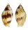 MITRIDAE NEBULARIA COARCTATA shell