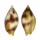 MITRIDAE NEBULARIA COARCTATA shell