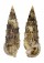 CERITHIIDAE RHINOCLAVIS SINENSIS shell