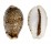 CYPRAEIDAE EROSARIA LABROLINEATA MELANICA shell