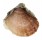 SPONDYLIDAE SPONDYLUS ANACANTHUS shell