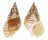 NASSARIIDAE NASSARIUS GLANS shell