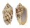 VOLUTIDAE CYMBIOLA VESPERTILIO shell