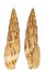 MITRIDAE MITRA INCOMPTA shell