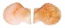 PECTINIDAE SCAEOCHLAMYS SQUAMATA shell