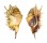 STROMBIDAE LAMBIS MILLEPEDA shell