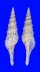 TURRIDAE TURRIS DOLLYAE shell