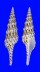 TURRIDAE TURRIS NORMANDAVIDSONI shell