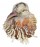 CHAMIDAE CHAMA  DUNKERI shell
