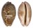 CYPRAEIDAE LEPORICYPRAEA MAPPA shell