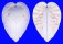 CARDIIDAE LUNULICARDIA HEMICARDIUM shell