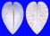 CARDIIDAE LUNULICARDIA HEMICARDIUM shell