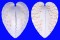 CARDIIDAE LUNULICARDIA HEMICARDIUM shell