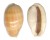 CYPRAEIDAE LYNCINA LEVIATHAN TITAN shell