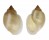 FRESHWATER PHYSELLA GYRINA shell