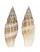 MITRIDAE CANCILLA GRANATINA shell