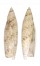 SERAPHSIDAE TEREBELLUM TEREBELLUM shell
