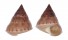 CALLIOSTOMATIDAE CALLIOSTOMA TICAONICA shell
