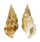 COLUBRARIIDAE COLUBRARIA TORTUOSA shell