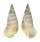 CERITHIIDAE CERITHIUM TRAILLII shell