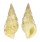 COLUBRARIIDAE COLUBRARIA CUMINGII shell
