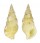 COLUBRARIIDAE COLUBRARIA CUMINGII shell