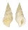 COLUBRARIIDAE COLUBRARIA CUMINGII shell