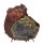 SPONDYLIDAE SPONDYLUS FAUROTI shell